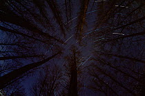 Star trails above forest at night, Hungary.
