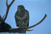 Buzzard (Buteo buteo) perched on antlers of dead deer, Hungary.