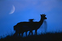 Roe deer (Capreolus capreolus) silhouetted at dusk, with cresent moon behind, Hungary.