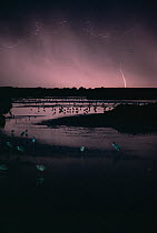 Lightning over river scene with Grey herons (Ardea cinerea) Hungary