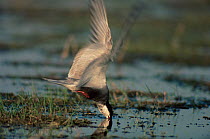 Whiskered tern (Chlidonias hybrida) diving for food, Hungary.