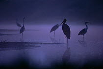 Grey herons (Ardea cinerea) on lake at twilight, Hungary.