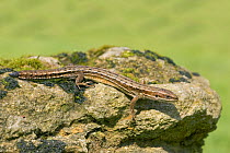 Common or Viviparous Lizard (Lacerta vivipara) sunning on rock with end of tail missing, Wiltshire, England
