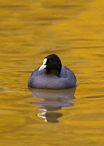 Coot (Fulica atra) swimming on water reflecting autumn colours, Gloucestershire, England