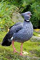 Crested Screamer (Chauna torquata) Captive, UK, native to the marshlands, grasslands and lagoons of South America