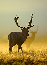 Fallow Deer ( Dama dama) bucks or males at sunrise on a misty morning in Richmond Park, London, England