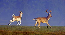 Fallow Deer (Dama dama) young buck and male running during autumn 'rut' in Richmond Park, London, England