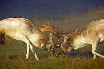 Fallow Deer (Dama dama) bucks or males fighting  during autumn 'rut' in Richmond Park, London, England