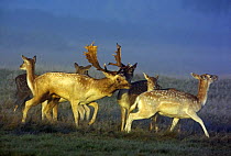 Fallow Deer (Dama dama) buck or male investigating hinds or females during autumn 'rut' in Richmond Park, London, England