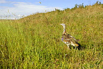Great Bustard {Otis tarda} shortly after release on Salisbury Plain, Wiltshire, UK. Part of a reintroduction program with birds imported as chicks from Russia 2007. note: satellite tracking transmitte...