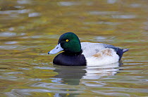 Greater Scaup (Aythya marila) drake or male, native to the Northern Hemisphere