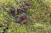 American Mink (Mustela vison) Captive, Native North American UK population from escapes and releases from Mink Farms, UK