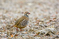Red-legged Partridge (Alectoris rufa) in frost, Wiltshire, England