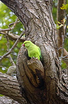 Rose-Ringed Parakeet (Psittacula krameri) at nest hole in tree, Richmond Park, London, UK, naturalised british population from cage birds that escaped into the wild.