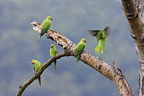 Rose-Ringed Parakeets (Psittacula krameri) Richmond Park, London, UK, naturalised british population from cage birds that escaped into the wild.