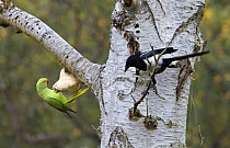 Rose-Ringed Parakeet (Psittacula krameri) feeding on Tinder fungus (probably taking a mineral supplement), Richmond Park, London, UK, naturalised british population from cage birds that escaped into t...