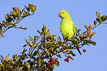 Rose-Ringed Parakeet (Psittacula krameri) feeding on Hawthorn berries, Richmond Park, London, UK, naturalised british population from cage birds that escaped into the wild.