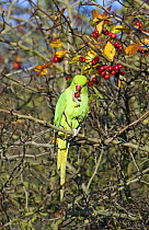 Rose-Ringed Parakeet (Psittacula krameri) feeding on Hawthorn berries, Richmond Park, London, UK, naturalised british population from cage birds that escaped into the wild.