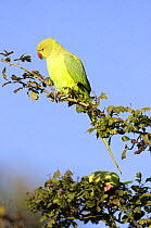 Rose-Ringed Parakeet (Psittacula krameri) Richmond Park, London, UK, naturalised british population from cage birds that escaped into the wild.