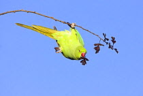 Rose-Ringed Parakeet (Psittacula krameri) hanging upside down feeding on hawthorn leaves, Richmond Park, London, UK, naturalised british population from cage birds that escaped into the wild.