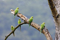 Rose-Ringed Parakeet (Psittacula krameri) five perched, Richmond Park, London, UK, naturalised british population from cage birds that escaped into the wild.