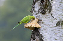 Rose-Ringed Parakeet (Psittacula krameri) feeding on Tinder fungus (probably taking a mineral supplement) Richmond Park, London, UK, naturalised british population from cage birds that escaped into th...