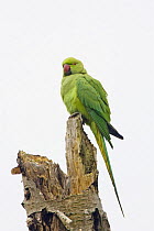Rose-Ringed Parakeet (Psittacula krameri) Richmond Park, London, UK, naturalised british population from cage birds that escaped into the wild.