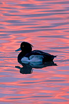 Tufted Duck (Aythya fuligula) drake or male on water at sunset, Gloucestershire, England