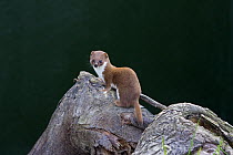 Weasel (Mustela nivalis) Captive