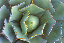 Looking down into the leaves of a Costal Agave (Agave shawii) plants, Baja California, Mexico