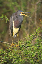 Tricoloured Heron {Egretta tricolor} Everglades NP, Florida, USA