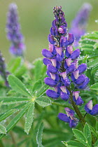 Lupin {Lupinus sp} covered in dew drops, Olympic NP, Washington, USA