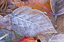 Frost on fallen Paper Birch Leaf, Washington, USA