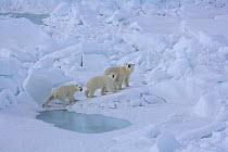 Polar bear (Ursus maritimus) mother and cubs on the ice, close to the North Pole, July 2007