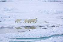 Polar bear (Ursus maritimus) mother and cubs on the ice, close to the North Pole, July 2007