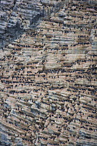 Auks, kittiwakes and guillemots nesting on columnar basalt at Rubini Rock, off Hooker Island, Franz Josef Land, Russian Arctic