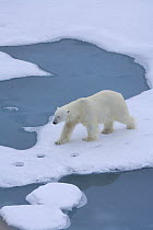 Lone polar bear (Ursus maritimus) walking on ice in the Arctic Ocean, July