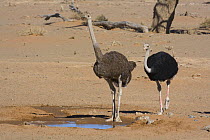 Two ostriches (Struthio camelus) beside a drinking pool near the Sossusvlei dunes, Namibia