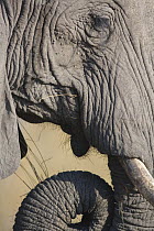 Close-up of African elephant (Loxodonta africana) head, Okavango delta
