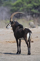 Sable Antelope (Hippotragus niger) in Hwange National Park, Zimbabwe
