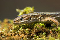 Common / Viviparous Lizard (Lacerta vivipara) Wiltshire, UK