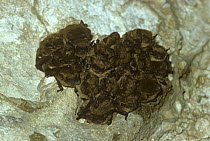 Colony of Little brown bats (Myotis lucifugus) hibernating, Iowa, USA