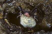 Keen's brown bat (Myotis keenii) sleeping in cave, Blanford, Connecticut, USA