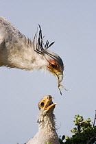 Secretary bird {Sagittarius serpentarius} adult brings amphibian prey to chick in nest, East Africa