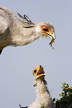 Secretary bird {Sagittarius serpentarius} adult brings grasshopper prey to chick in nest, East Africa