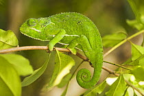 Flap necked chameleon {Chamaeleo dilepis} camouflaged green amongst vegetation, Masai Mara GR, Kenya