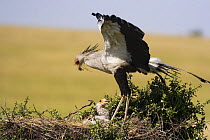 Secretary bird {Sagittarius serpentarius} adult brings prey to chick in nest, East Africa