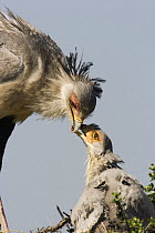 Secretary bird {Sagittarius serpentarius} adult feeding chick in nest, East Africa