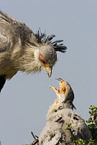 Secretary bird {Sagittarius serpentarius} chick begging food from adult,  East Africa