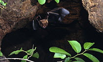 Gray short tailed Bat (Carollia subrufa) flying out of cave, Germany